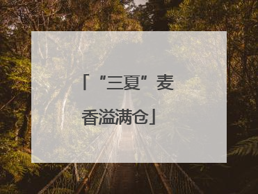 “三夏”麦香溢满仓