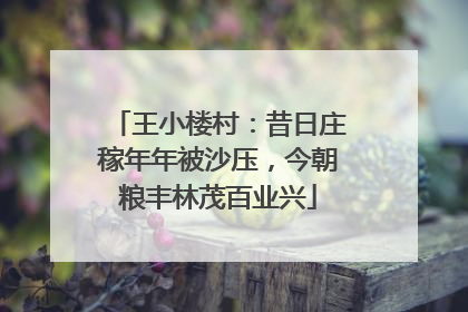 王小楼村：昔日庄稼年年被沙压，今朝粮丰林茂百业兴