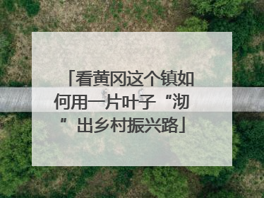 看黄冈这个镇如何用一片叶子“沏”出乡村振兴路