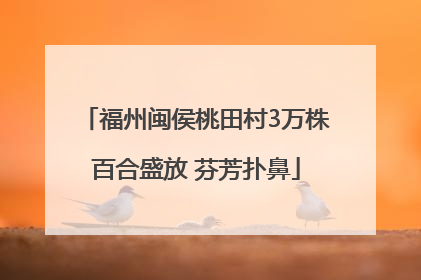 福州闽侯桃田村3万株百合盛放 芬芳扑鼻