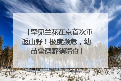 罕见兰花在京首次重返山野！极度濒危，幼苗曾遭野猪啃食