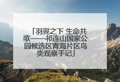 羽翼之下 生命共歌——祁连山国家公园候选区青海片区鸟类观察手记
