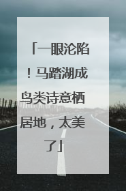 一眼沦陷！马踏湖成鸟类诗意栖居地，太美了