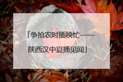 争抢农时插秧忙——陕西汉中夏播见闻