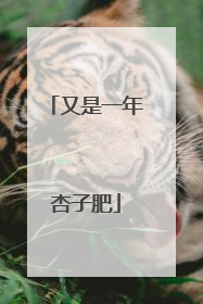 又是一年杏子肥