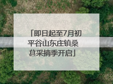 即日起至7月初 平谷山东庄镇桑葚采摘季开启