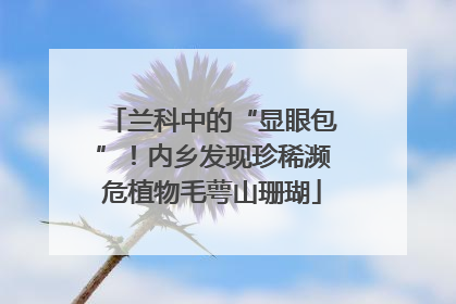 兰科中的“显眼包”！内乡发现珍稀濒危植物毛萼山珊瑚
