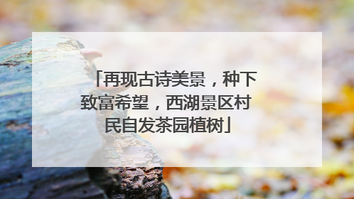再现古诗美景，种下致富希望，西湖景区村民自发茶园植树