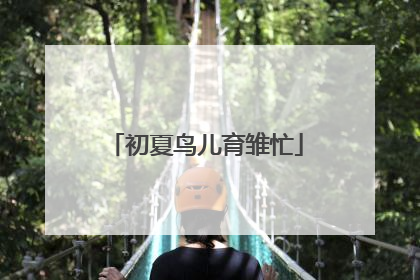 初夏鸟儿育雏忙