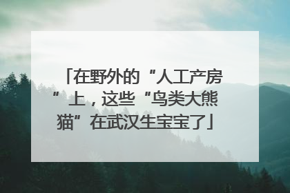 在野外的“人工产房”上，这些“鸟类大熊猫”在武汉生宝宝了