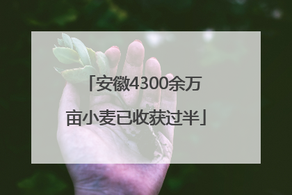安徽4300余万亩小麦已收获过半