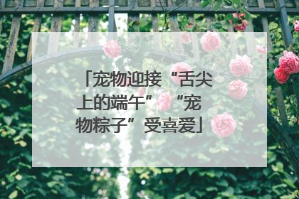 宠物迎接“舌尖上的端午” “宠物粽子”受喜爱
