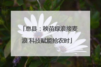 息县：秧苗绿浪接麦浪 科技赋能抢农时