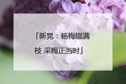 新晃：杨梅缀满枝 采梅正当时
