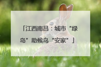 江西南昌：城市“绿岛”助候鸟“安家”