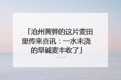 沧州黄骅的这片麦田里传来喜讯：一水未浇的旱碱麦丰收了