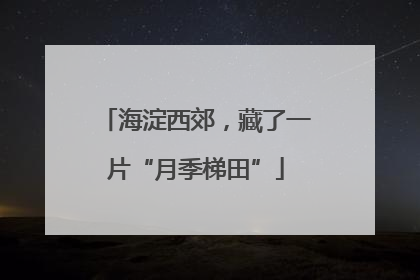 海淀西郊，藏了一片“月季梯田”