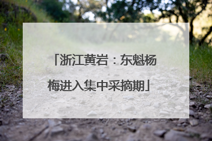 浙江黄岩：东魁杨梅进入集中采摘期