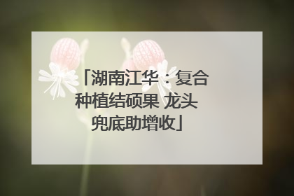 湖南江华：复合种植结硕果 龙头兜底助增收
