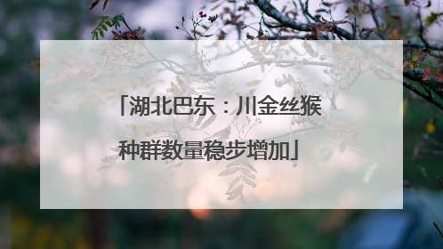 湖北巴东：川金丝猴种群数量稳步增加