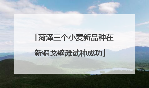菏泽三个小麦新品种在新疆戈壁滩试种成功