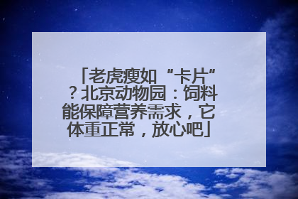 老虎瘦如“卡片”？北京动物园：饲料能保障营养需求，它体重正常，放心吧