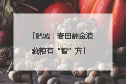 肥城：麦田翻金浪藏粮有“智”方