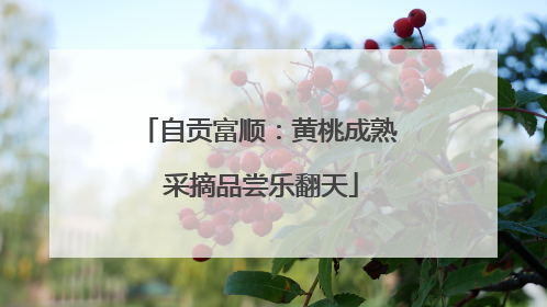 自贡富顺：黄桃成熟 采摘品尝乐翻天