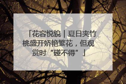 花容悦貌｜夏日夹竹桃盛开娇艳繁花，但观赏时“碰不得”