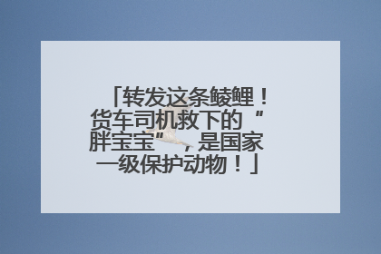 转发这条鲮鲤！货车司机救下的“胖宝宝”，是国家一级保护动物！