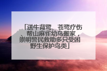 送牛背鹭、苍鹭疗伤、帮山麻雀幼鸟搬家，崇明警民救助多只受困野生保护鸟类