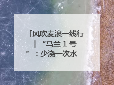 风吹麦浪一线行｜“马兰 1 号”：少浇一次水 多产一成粮