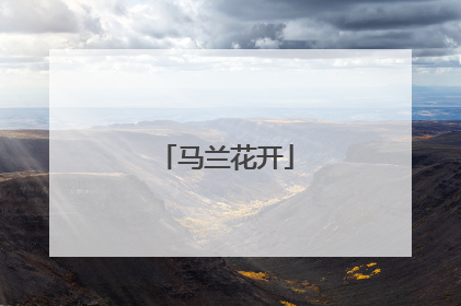 马兰花开