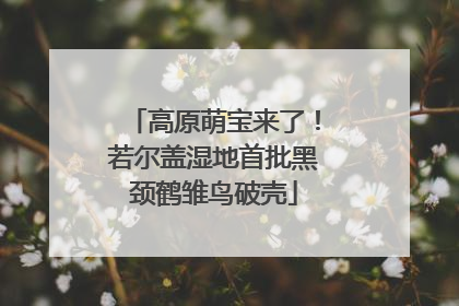 高原萌宝来了！若尔盖湿地首批黑颈鹤雏鸟破壳