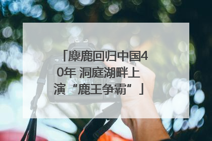 麋鹿回归中国40年 洞庭湖畔上演“鹿王争霸”
