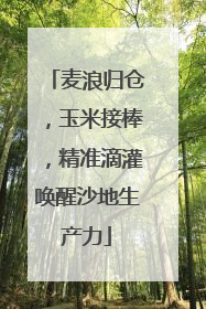 麦浪归仓，玉米接棒，精准滴灌唤醒沙地生产力