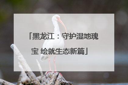 黑龙江：守护湿地瑰宝 绘就生态新篇