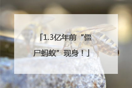 1.3亿年前“僵尸蚂蚁”现身！
