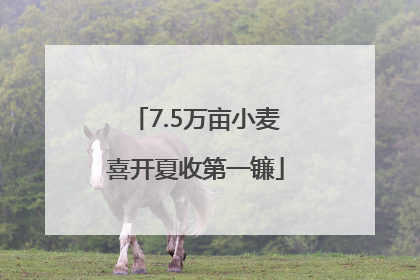7.5万亩小麦喜开夏收第一镰