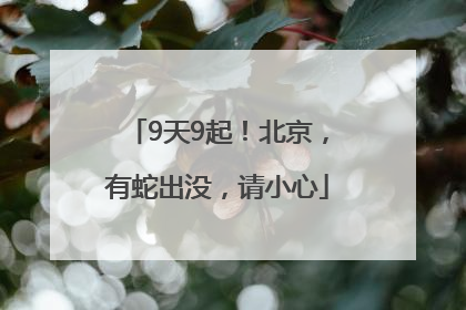 9天9起！北京，有蛇出没，请小心